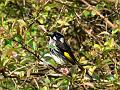 New Holland Honeyeater Phylidonyris novaehollandiae at Hans Heysen's House, near Hahndorf P1080750